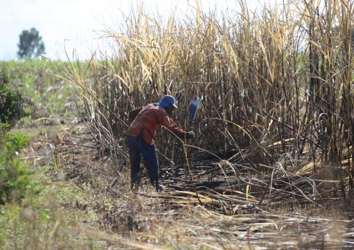 Secretaria de Agricultura lança 2ª edição do maior programa de capacitação técnica do agronegócio fluminense Secretaria de Agricultura lança 2ª edição do maior programa de capacitação técnica do agronegócio fluminense