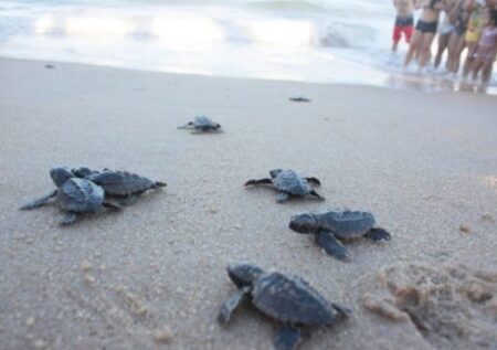 Grussaí terá caminhada de filhotes de tartarugas marinhas nesta semana