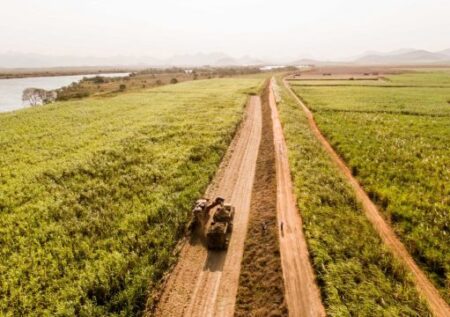 Parceria impulsiona setor sucroenergético com avanços no melhoramento da cana-de-açúcar