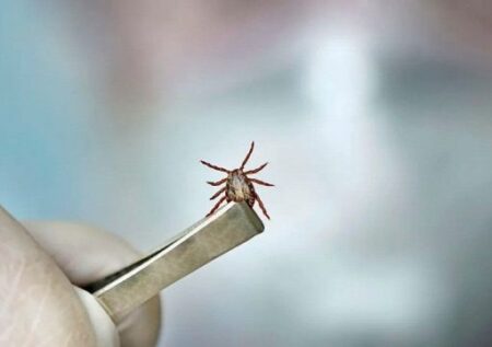 Primeiro óbito do ano por febre maculosa é confirmado em Campos