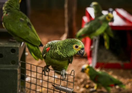 Polícia do Rio resgata 90 aves silvestres que seriam vendidas em feira Polícia do Rio resgata 90 aves silvestres que seriam vendidas em feira