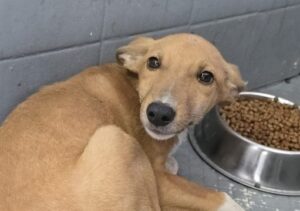 Ação da Polícia Civil resgata sete animais vítimas de maus tratos em Campos