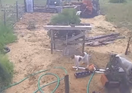 Ataques de cães da raça pitbull geram preocupação em Atafona, SJB
