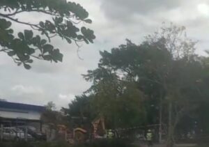 Derrubada de árvores gera questionamento em Campos