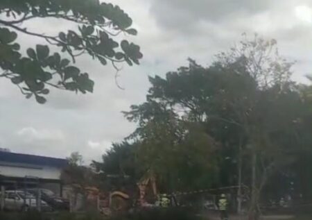 Derrubada de árvores gera questionamento em Campos