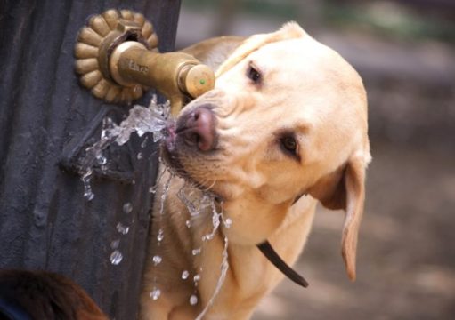 Bebedouros para animais deverão ser instalados em espaços públicos no Estado do Rio Bebedouros para animais deverão ser instalados em espaços públicos no Estado do Rio