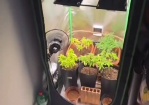 Polícia acha pés de maconha durante cumprimento de mandado por roubos