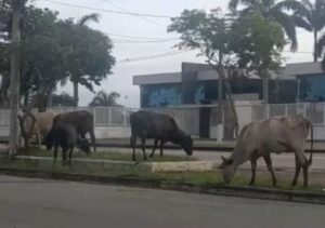 Boiada solta à beira da RJ-216 em Campos surpreende motoristas