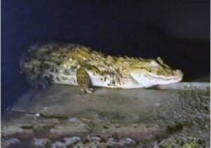 Jacaré é capturado em pátio do Hospital Geral de Guarus