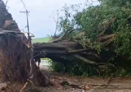Moradores cobram ação após árvore caída perto de escola em Guandu