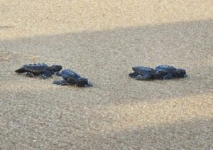 Campos: Tartarugas-cabeçudas realizam a primeira caminhada em Farol Campos: Tartarugas-cabeçudas realizam a primeira caminhada em Farol