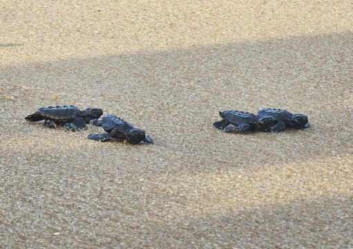Campos: Tartarugas-cabeçudas realizam a primeira caminhada em Farol Campos: Tartarugas-cabeçudas realizam a primeira caminhada em Farol