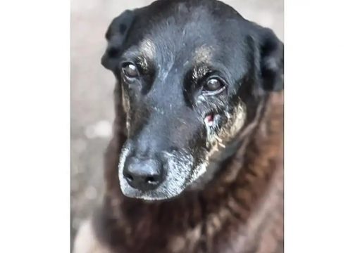 Suspeitos de espancar cão comunitário Orelha retornam ao Brasil Suspeitos de espancar cão comunitário Orelha retornam ao Brasil