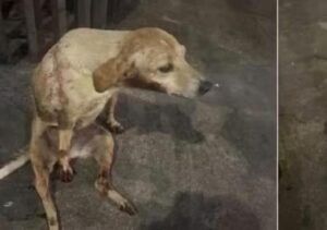 Cadela é arremessada de ponte em Campos e caso provoca indignação Cadela é arremessada de ponte em Campos e caso provoca indignação