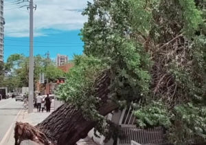 Queda de árvore na Pelinca pode ter sido causada por falta de manutenção