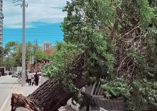 Queda de árvore na Pelinca pode ter sido causada por falta de manutenção Queda de árvore na Pelinca pode ter sido causada por falta de manutenção