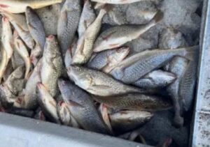 Vigilância orienta consumo seguro de pescado na Semana Santa