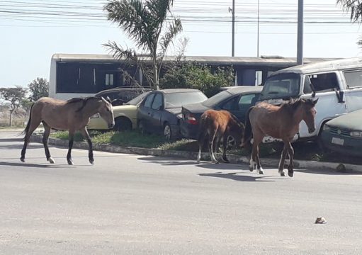 CCZ de Campos intensifica ações e já recolheu mais de 350 animais soltos CCZ de Campos intensifica ações e já recolheu mais de 350 animais soltos