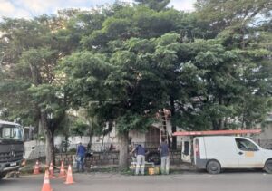 Galhos, rede elétrica e riscos Galhos, rede elétrica e riscos