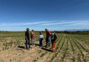 Quissamã fortalece cultivo do feijão com apoio técnico e distribuição de sementes