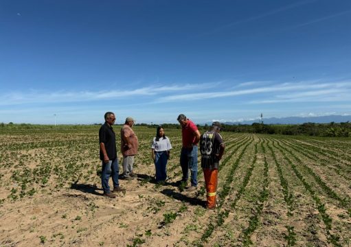 Quissamã fortalece cultivo do feijão com apoio técnico e distribuição de sementes Quissamã fortalece cultivo do feijão com apoio técnico e distribuição de sementes