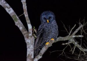 Coruja preta é avistada no Parque Estadual do Desengano, em São Fidélis