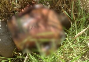 Homem com marcas de tiros e corpo enterrado em canavial são encontrados em Campos