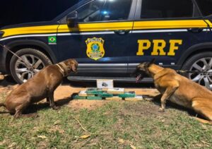 Cães farejadores da PRF localizam quase 10 quilos de entorpecentes em ônibus a caminho de Campos Cães farejadores da PRF localizam quase 10 quilos de entorpecentes em ônibus a caminho de Campos