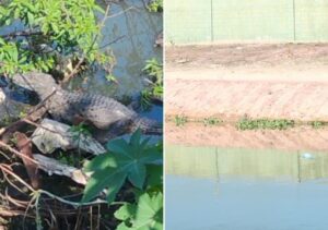 Jacarés são avistados no Canal do Saco, em Campos