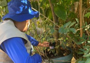 “Ovitrampas”: CCZ inicia nova ação de captura e eliminação do Aedes aegypti “Ovitrampas”: CCZ inicia nova ação de captura e eliminação do Aedes aegypti