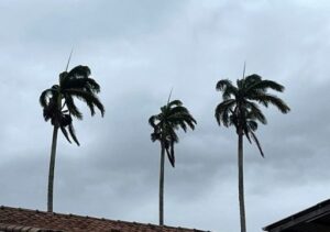 Previsão de rajadas de vento moderado a forte para a região