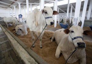 Com mais de 700 animais, Expoagro 2026 começa no feriado do Santíssimo Salvador, em Campos Com mais de 700 animais, Expoagro 2026 começa no feriado do Santíssimo Salvador, em Campos