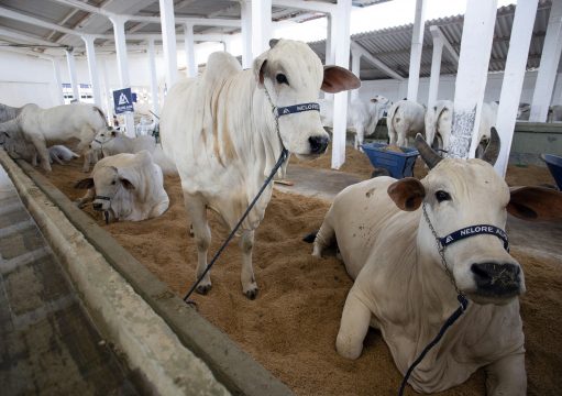 Com mais de 700 animais, Expoagro 2026 começa no feriado do Santíssimo Salvador, em Campos Com mais de 700 animais, Expoagro 2026 começa no feriado do Santíssimo Salvador, em Campos