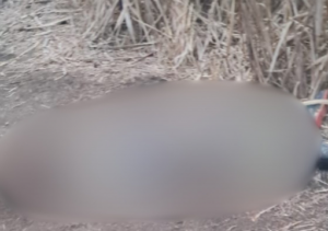 Corpo em avançado estado de decomposição é encontrado em canavial na zona rural de São João da Barra