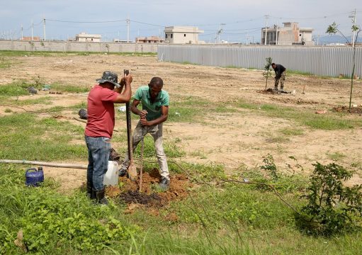 Arborização urbana enfrenta desafios de planejamento e preservação Arborização urbana enfrenta desafios de planejamento e preservação