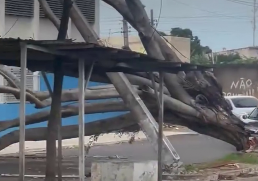 Queda de árvore em frente a escola deixa alunos sem aula no Parque Guarus, em Campos Queda de árvore em frente a escola deixa alunos sem aula no Parque Guarus, em Campos