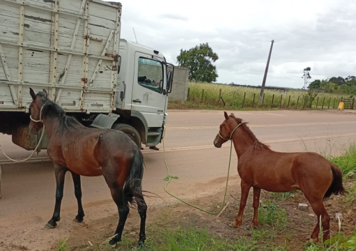 CCZ atua de forma contínua no recolhimento de animais soltos em vias públicas CCZ atua de forma contínua no recolhimento de animais soltos em vias públicas